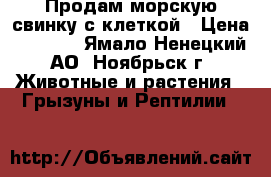 Продам морскую свинку с клеткой › Цена ­ 4 000 - Ямало-Ненецкий АО, Ноябрьск г. Животные и растения » Грызуны и Рептилии   
